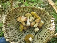 Cueillette des champignons