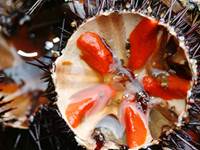 Delicieux oursins du Cap Corse