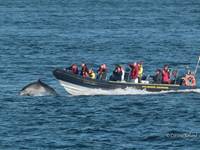 Au départ du Conquet à 15 minutes des Chalets de Kerescar, des excursions en mer d’Iroise permettent d’admirer les dauphins