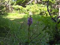 sentier d'auzet orchidées 