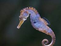 Hippocampes