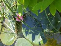 bassin