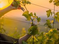 vignerons passionés