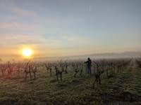 Jérôme vigne brouillard
