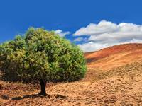 Musee de l'Argan - Taghazout Agadir SoussMassa