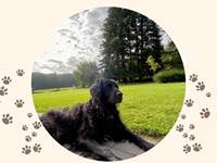 Dog friendly - la demoiselle ô bois