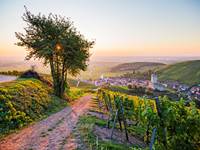 Katzenthal, lové au milieux des vignes