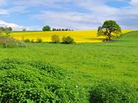 Champs et prairies autour de Falmagne