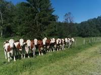 Nos vaches montbéliardes
