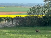 Biche