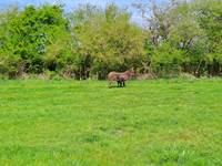 Prairies et animaux