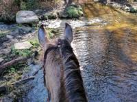 Petit pont en pierre et passage d'un gué lors d'une randonnée à cheval depuis le gîte de la Chevêche à Ambazac