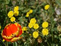 Les fleurs du parc de la Bastide du Claus