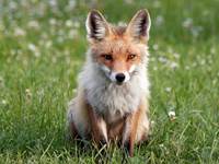 Renard