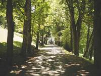 Allée principale bordée d'arbres
