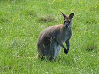 les wallabies