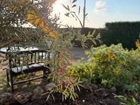 terrasse_arbre-olivier_fleurs_mas-des-anges_soussans-margaux_couple_travailleur_vrp-voyageur_proche-parking-privé_vigne_code-portail-chambre.jpg