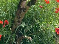 Coquelicots dans le jardin naturel du Domaine Sainte Raffine