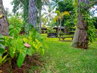jardin tropical des locations Baobab et Palmiers à l'étang-salé La Réunion