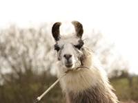 Découvrir une ferme à Saint-Aignan dans le Loir-et-Cher