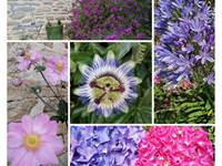 Jardin fleuri