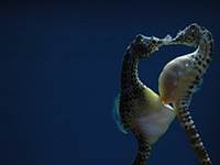 Hippocampus_abdominalis,_apareamiento