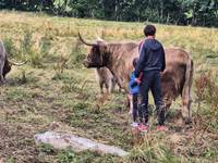 Vaches enfants Manu