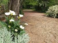 Fleurs Blanches Arum