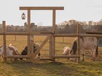 Animaux du Ranch avec vue sur les vestiges du château