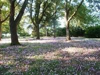 36 parc cyclamens