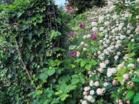 Le printemps fleurit le jardin