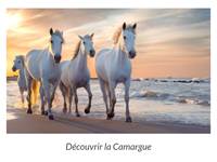 Les chevaux de la Camargue