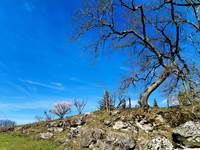 arbres nature rochers