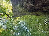 O Moulin du Fieux - Chène d'Amérique