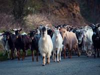 troupeau de chèvre Corse