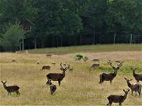 les cerfs