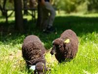 Domaine_de_Calabel©_Pouylebon_vacances_piscine_gers_camping_aire_naturelle_moutons