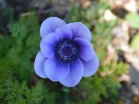 Les fleurs du parc de la Bastide du Claus