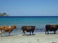 Plage du cap corse