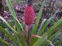 Jardin Boraha Village Ile Ste Marie Madagascar