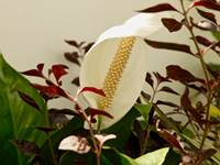 Espace florale