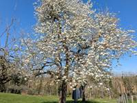 jardin au printemps