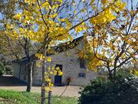 L'automne est arrivé: le ginkgo biloba éclaire notre gîte