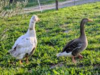 Gilbert et Christal