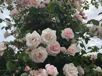 jardin-mas-des-anges_rosiers-soussans-margaux_couple-famille.jpg