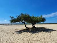 Plage  Suzette à Lanton sur le Bassin d'Arcachon