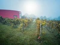 PIERRE & BERTRAND COULY - Les vignes