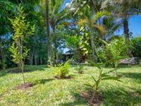 jardin tropical à Baobab et palmiers location à l'étang salé ile de la Réunion