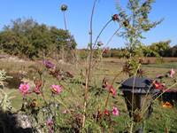 fleurs des champs