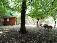 Le cabanon du Chamane au milieu des arbres
